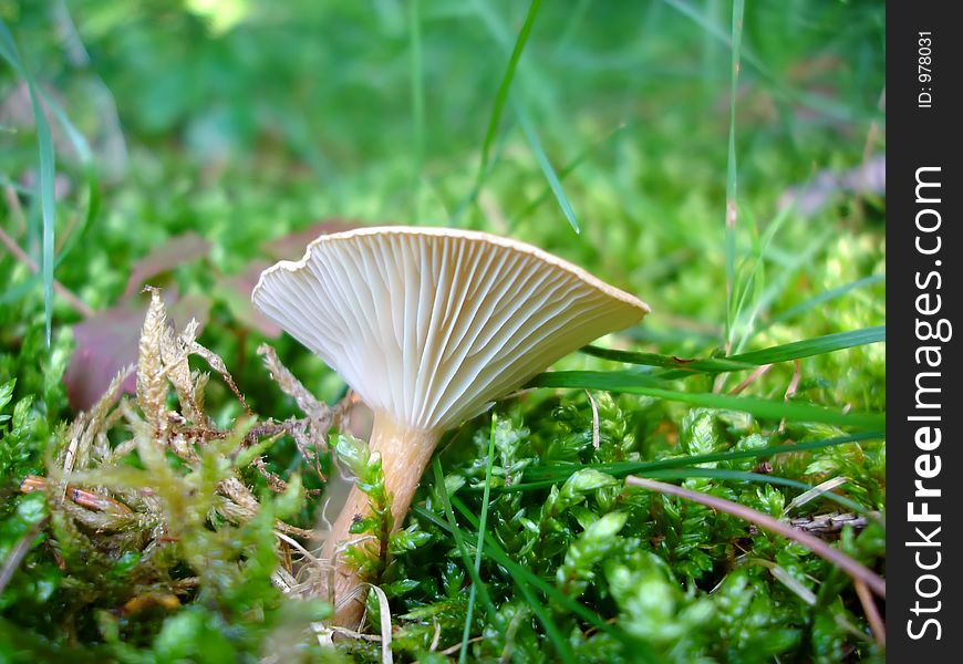 Moss and Mushroom (Close-up). Moss and Mushroom (Close-up)