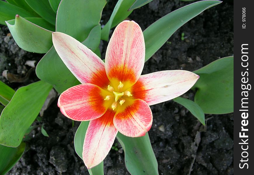 Tulip - flower from my garden