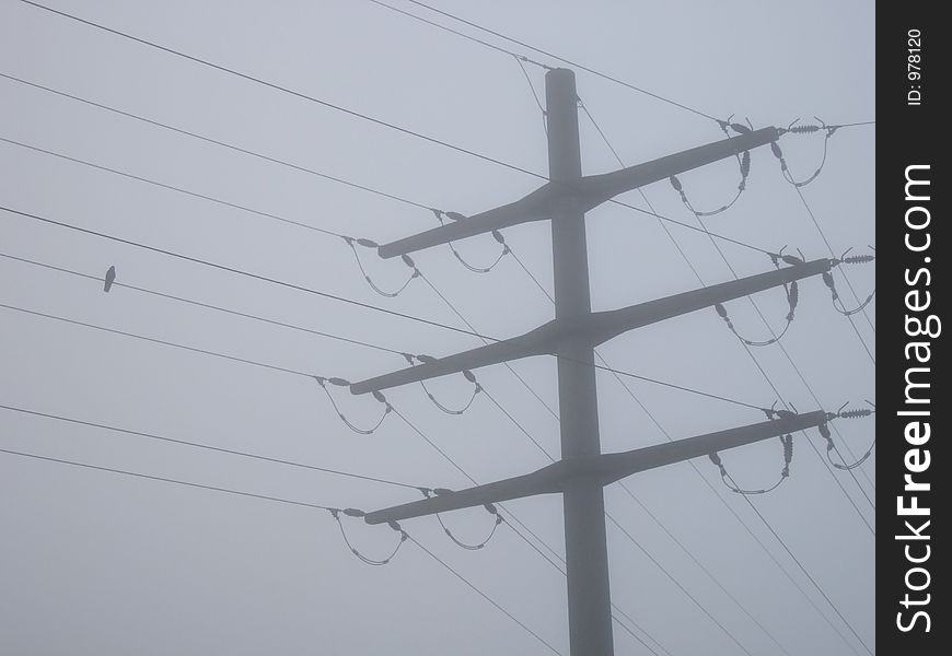 Bird and power pole wrapped in fog