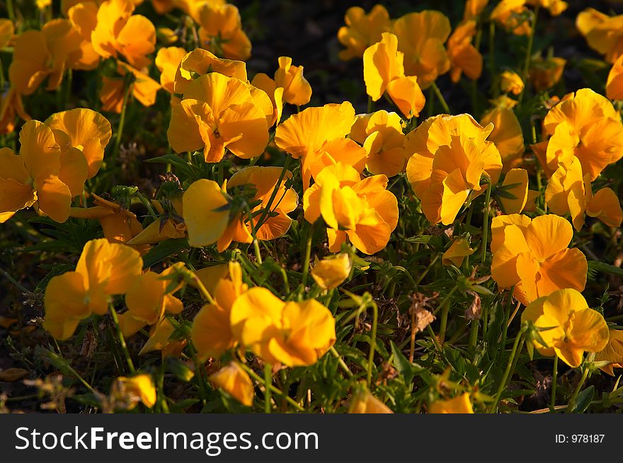 Yellow flowers