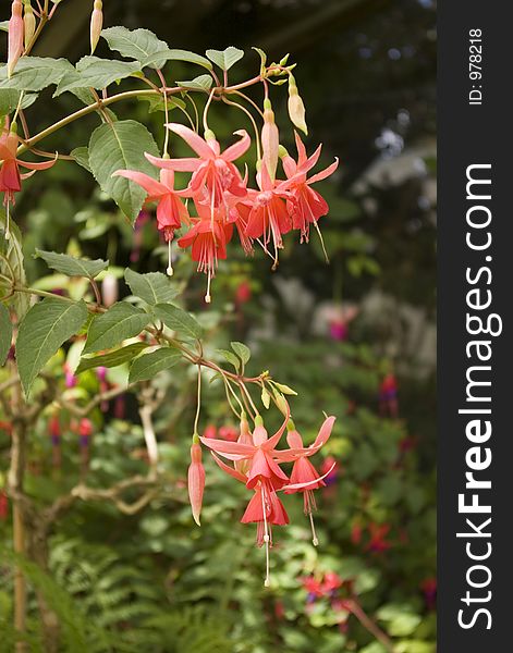 Golden Dawn Fuchsia plant and flowers