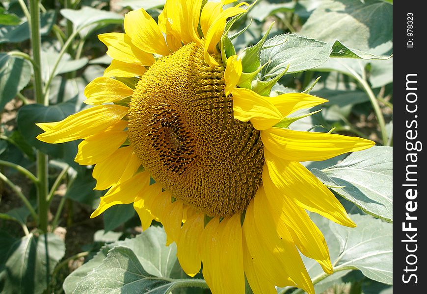 Sunflower close up side view