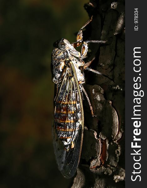 Macro of a cicada, singing on a pine