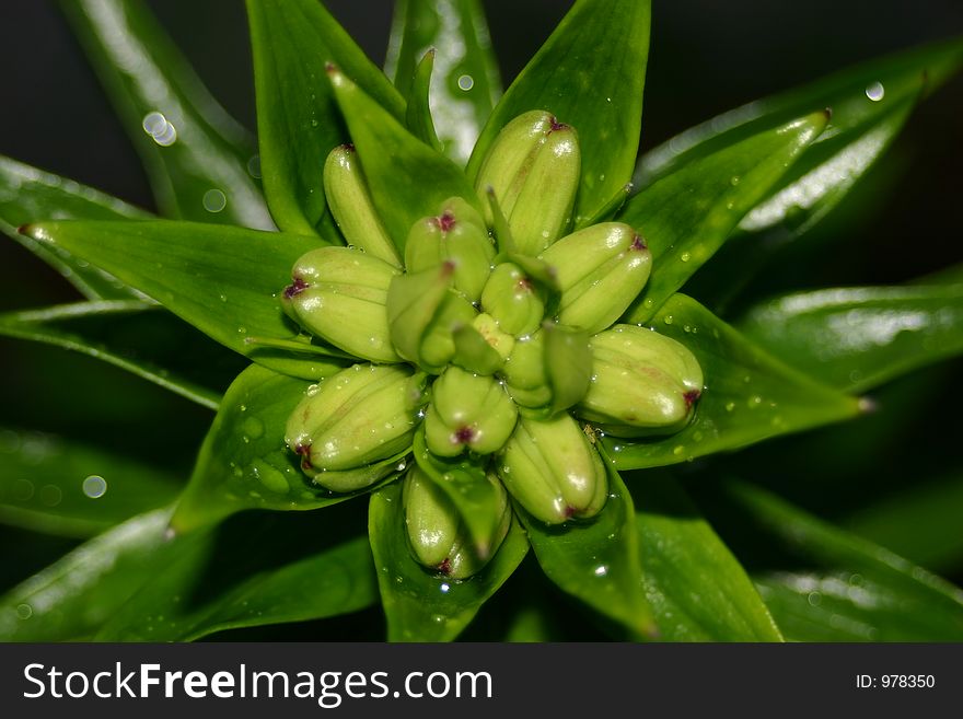 A group of tiger lily buds a few days before opening.