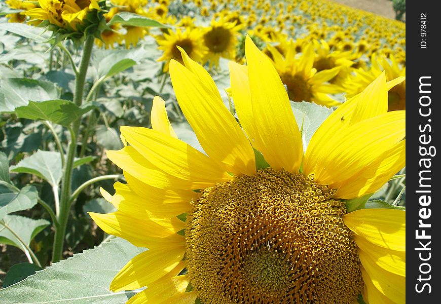 Sunflower close up with sunflowers field in the background. Sunflower close up with sunflowers field in the background