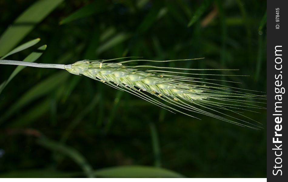 In late spring, a single stalk of wheat glows in the afternoon light.