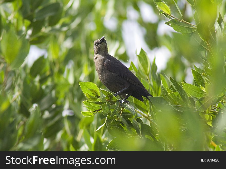 Black bird in a tree. Telelens closeup shot. Black bird in a tree. Telelens closeup shot.