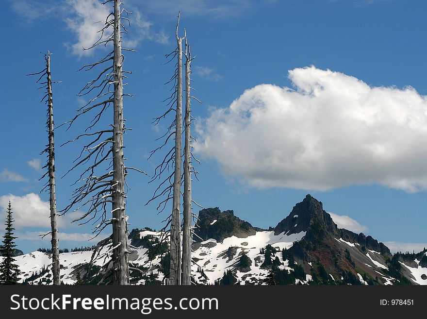 Landscape shot at Mt. Rainier National Park in Washington state