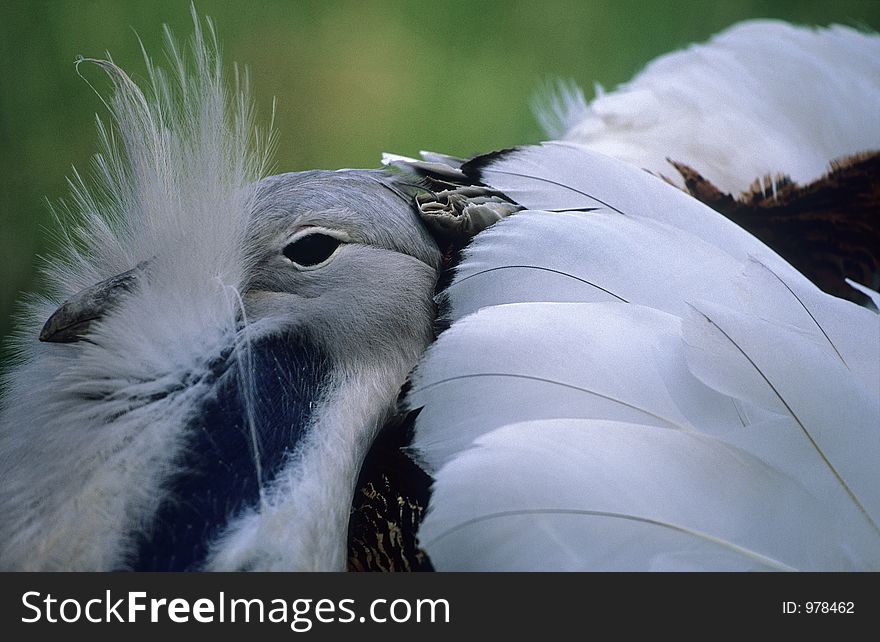 Portrait of a male Great Bustard who tries to attract females for mating. Portrait of a male Great Bustard who tries to attract females for mating.