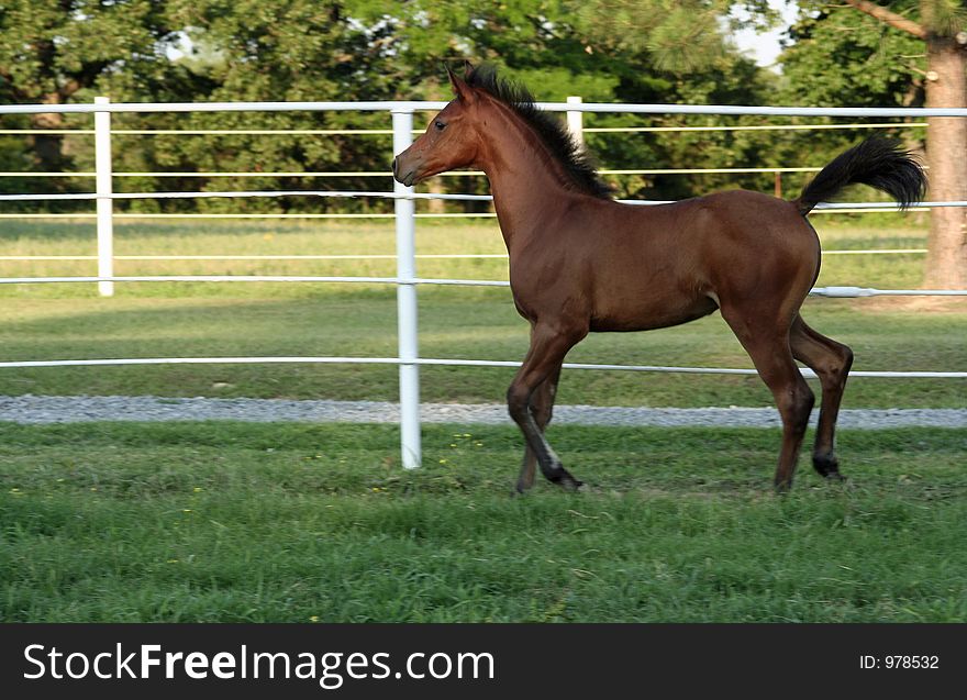 Arabian filly trotting along fence