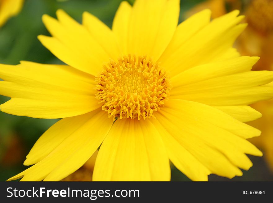 Yellow flower in closeup