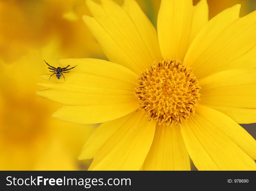 Spider on yellow flower in closeup. Spider on yellow flower in closeup