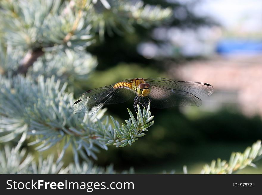 Dragon fly eat silver cedar in closeup