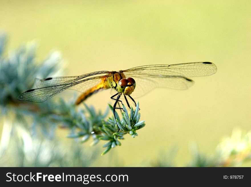 Dragon fly eat silver cedar in closeup