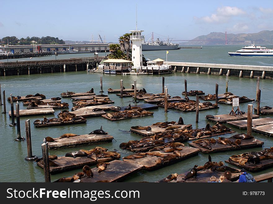 Seals lazing in San Fransisco bay. Seals lazing in San Fransisco bay