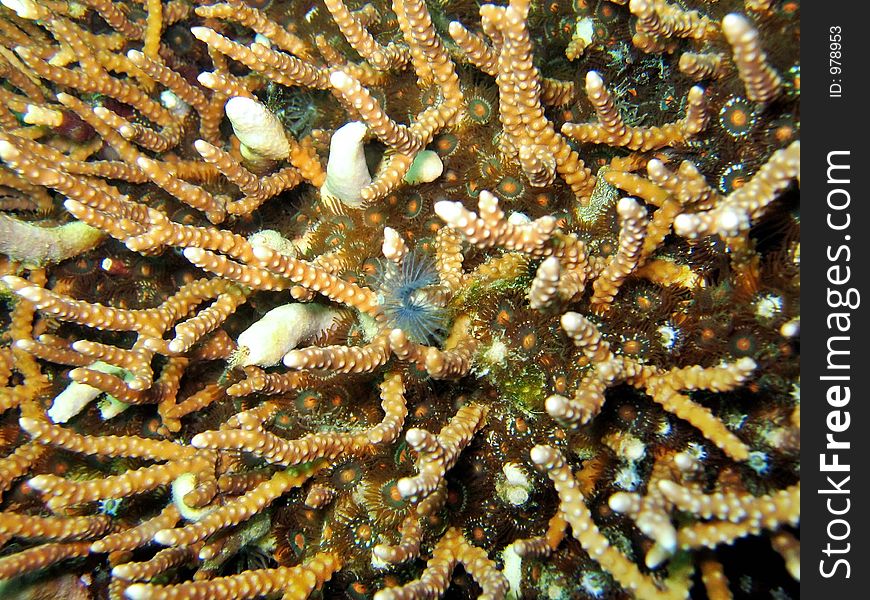 Abstract shot of colony of hardcoral. Abstract shot of colony of hardcoral