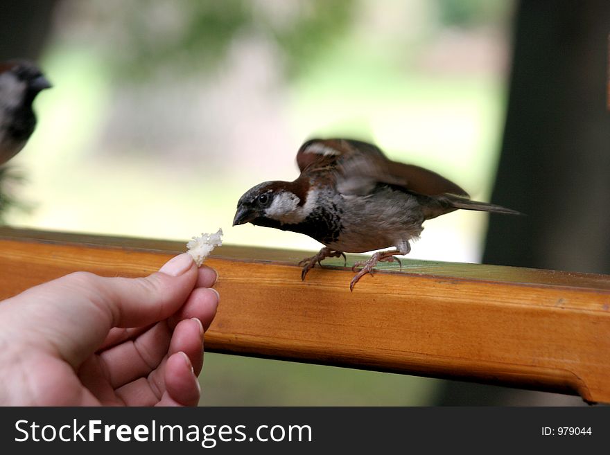 Giving bread sparrow