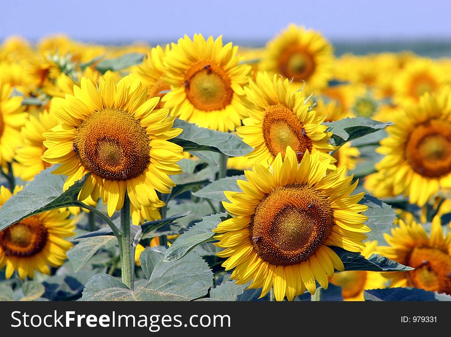 A field of sunflowers