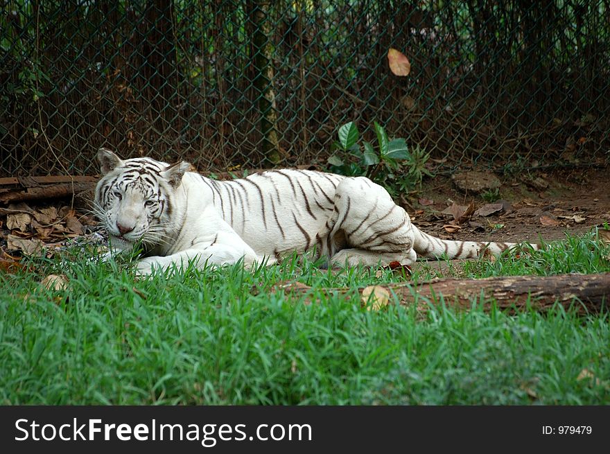 White tiger (panthera tigris) lying down under the shadow of trees. White tiger (panthera tigris) lying down under the shadow of trees.