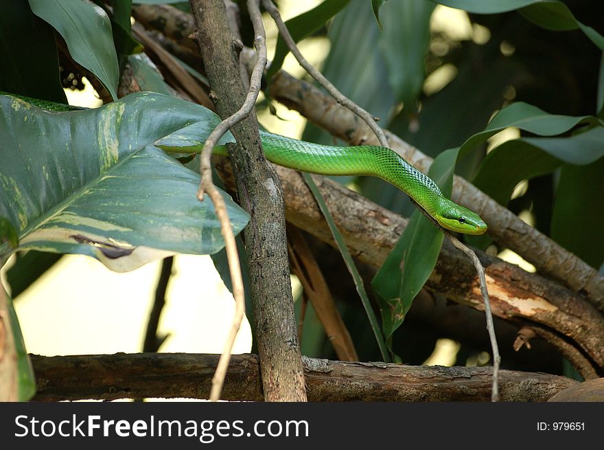 Green snake with grey tail (Gonyosoma Oxicephala).