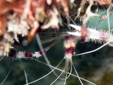 Banded Coral Shrimp Royalty Free Stock Image Banded Coral Shrimp Royalty Free Stock Image