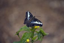 Parthenos Sylvia Butterfly Royalty Free Stock Images Parthenos Sylvia Butterfly Royalty Free Stock Images