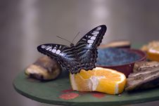 Parthenos Sylvia Butterfly Royalty Free Stock Photo Parthenos Sylvia Butterfly Royalty Free Stock Photo