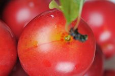 Cherry-plum. Stock Photography Cherry-plum. Stock Photography
