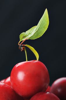 Cherry-plum. Stock Photos Cherry-plum. Stock Photos