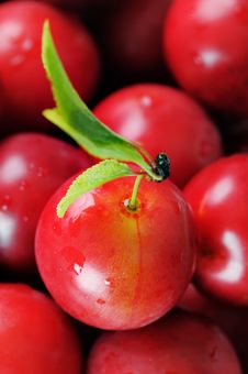 Cherry-plum. Royalty Free Stock Photo Cherry-plum. Royalty Free Stock Photo
