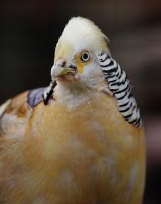 Golden Pheasant. Stock Image