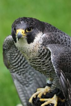 Noble Skilled Falcon Stock Image
