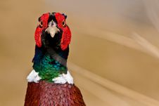Pheasant Male Closeup Royalty Free Stock Photography