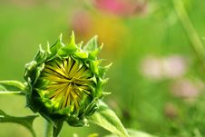 Sunflower Bud For Background Stock Image Sunflower Bud For Background Stock Image