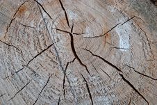 Texture Of Tree Royalty Free Stock Images