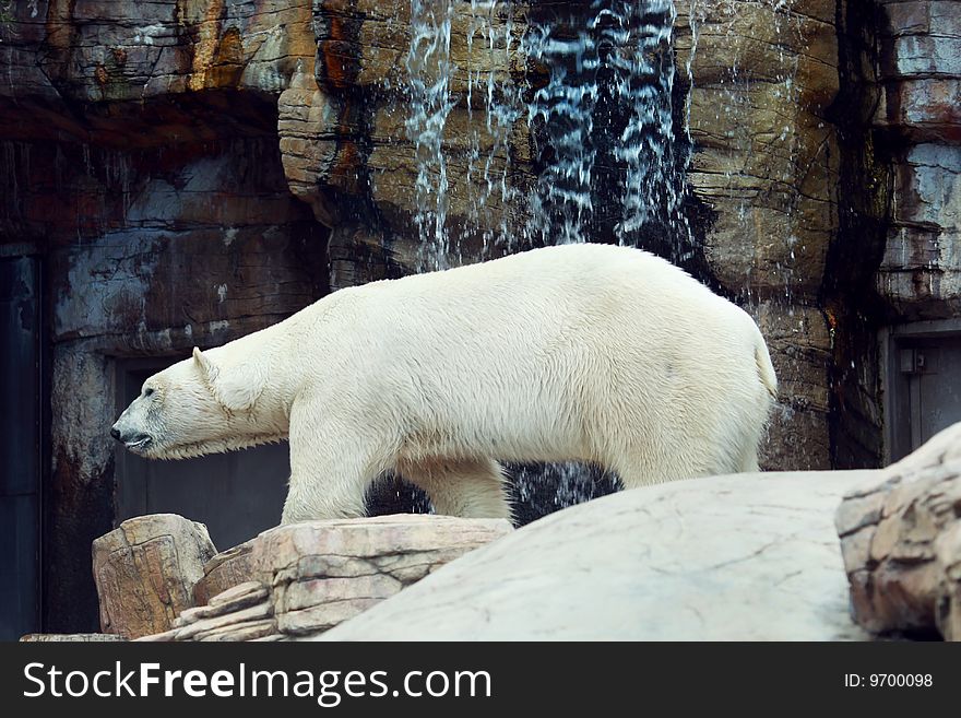 Beautiful white polar bear with waterfall in the back.