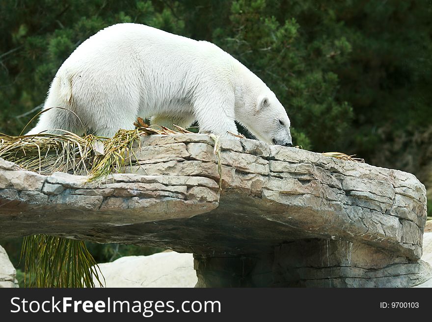 Beautiful white polar bear on a rocky edge.