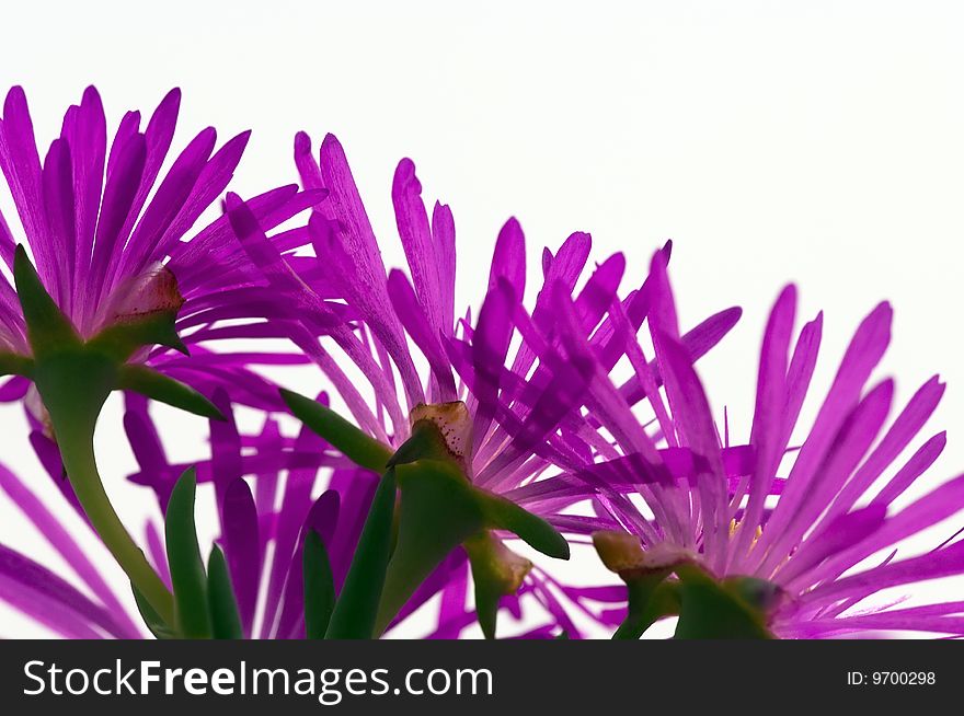 Pink flowers of iceplant on white background.