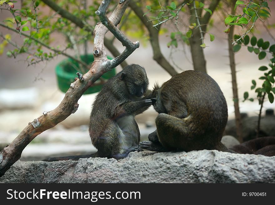 Two little monkey busy grooming each other.
