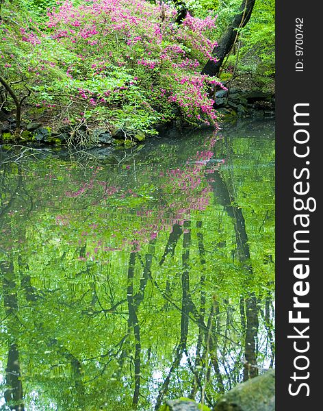 Reflection of a purple flowering tree and the green forest in a small pond. Reflection of a purple flowering tree and the green forest in a small pond