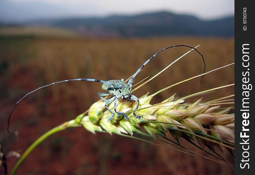 The story of wheat and insects. The story of wheat and insects