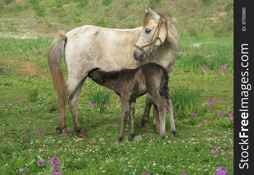 Female horse and foal stories. Female horse and foal stories