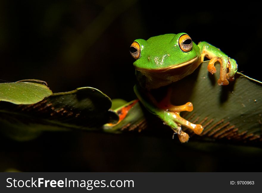 Moltrechtis Green Tree Frog Endemic to Taiwan