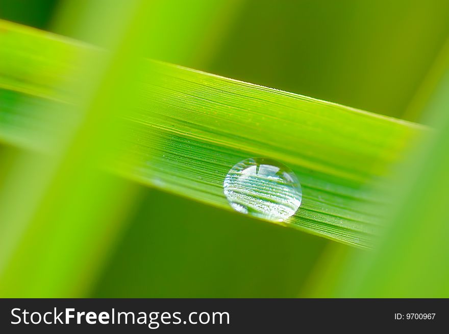 The rice fields touching the morning dew shining. The rice fields touching the morning dew shining