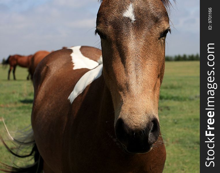 Partial head shot of sorrel horse in pasture. Partial head shot of sorrel horse in pasture.