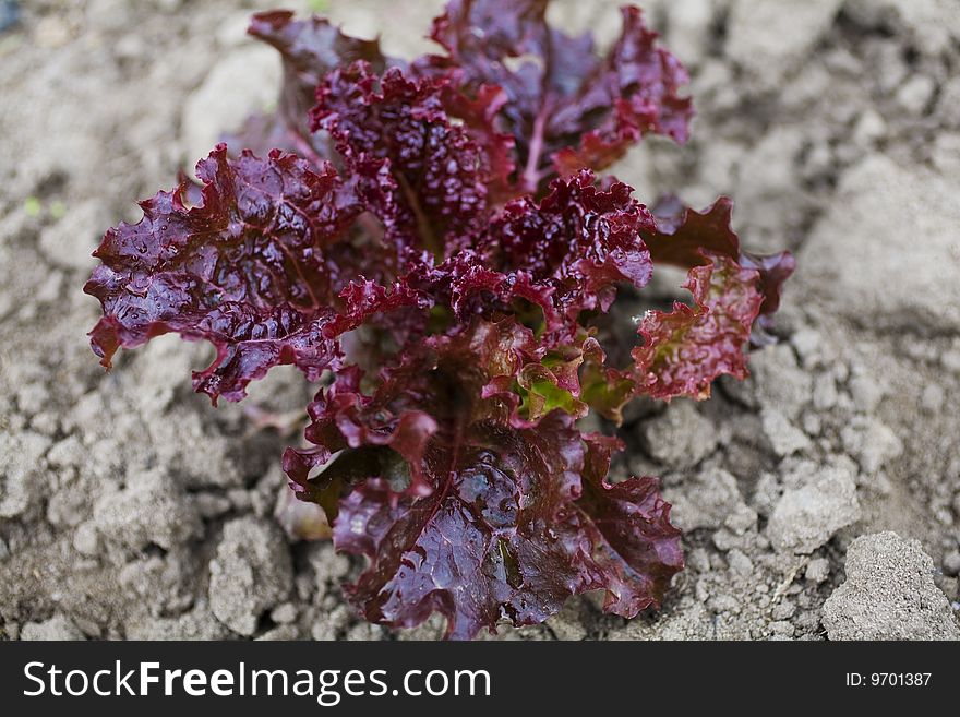 A view of ripe red lettuce ready for cultivation