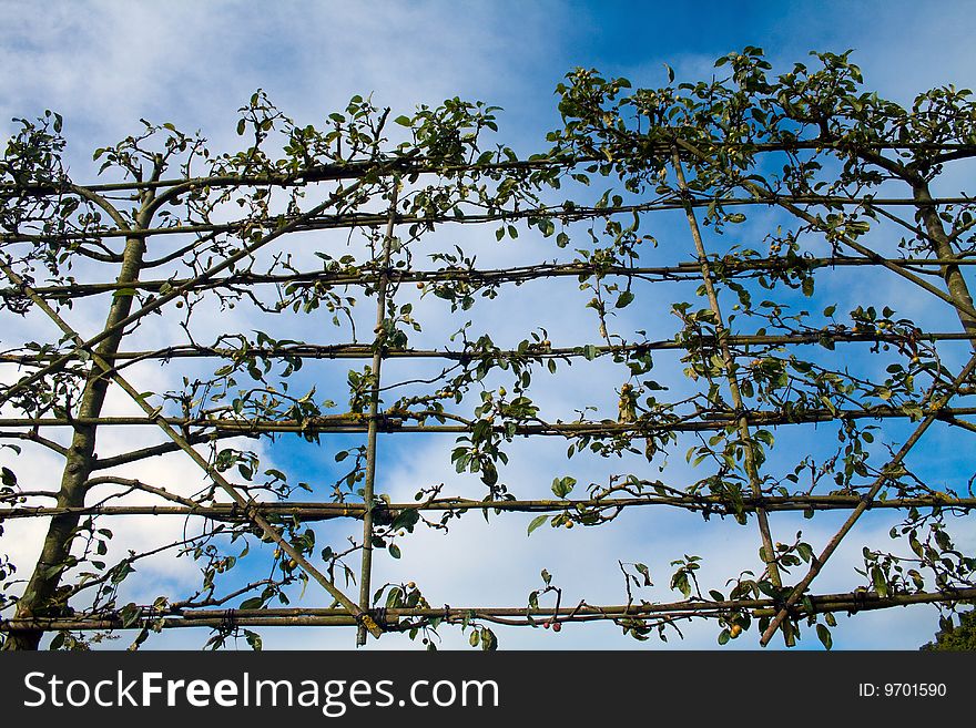 Flowers and plants growing on trellis