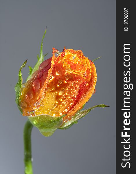 Orange Rose in drops of water close-up on grey background