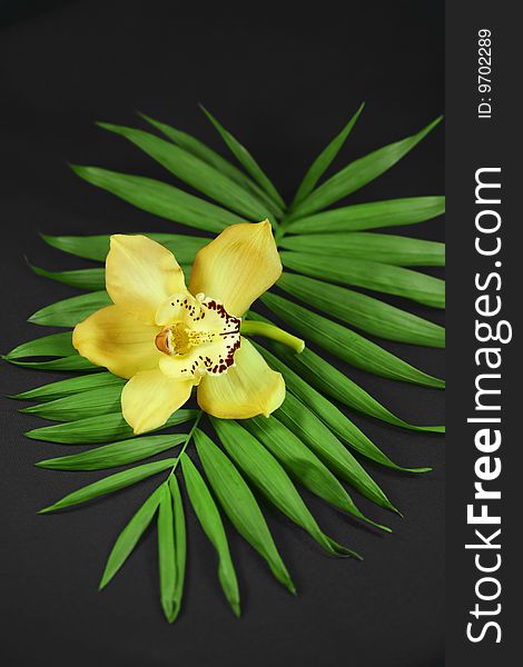 On a black background the flower of a yellow orchid on green leaves lays. On a black background the flower of a yellow orchid on green leaves lays