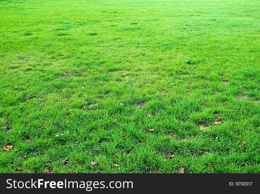 Abstract Grass Background